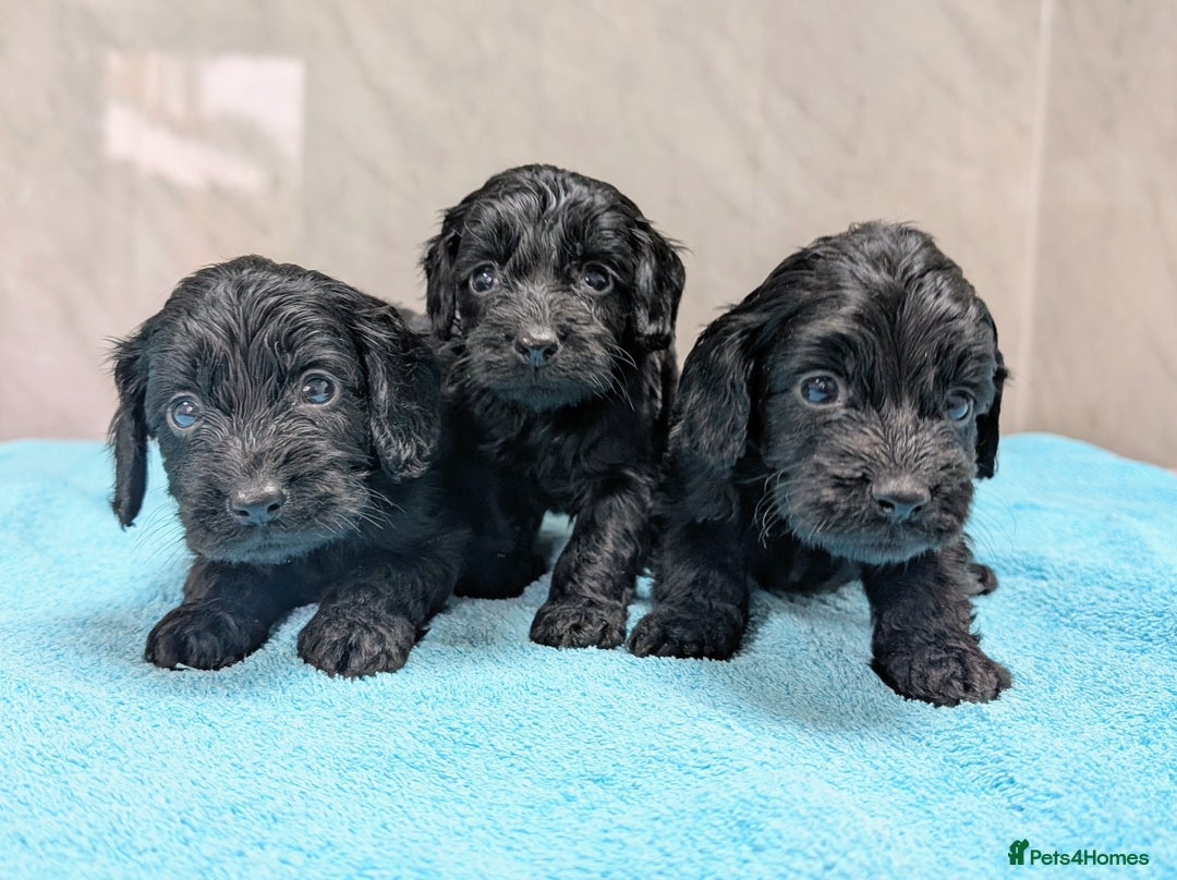 Cockapoo dogs for sale: F1 cockapoo puppies from health tested parents - Image 6