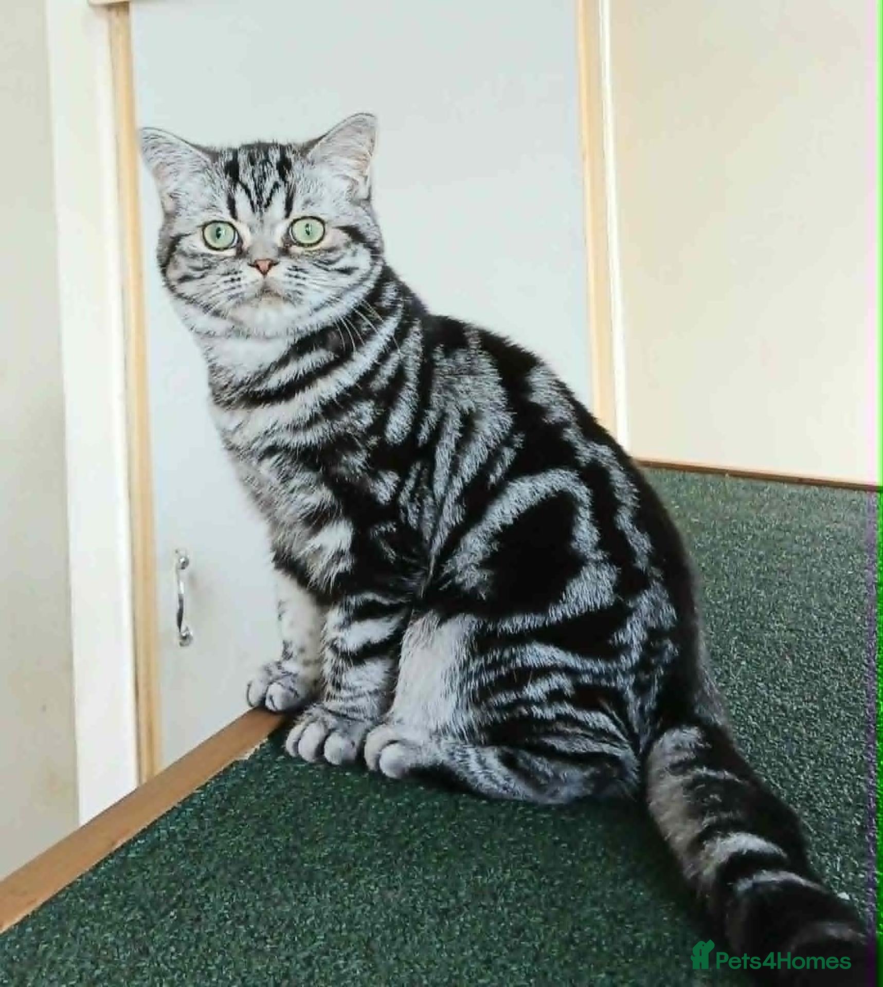 British Shorthair cats Bsh .Classic Silver Tabby. Active/Nonactive. 🍄🍒 - Advert 12