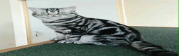 British Shorthair cats for sale: Bsh. Silver Tabby. Active/Nonactive. 🍄🍒 - Advert 5