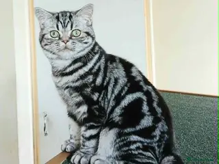 British Shorthair cats Bsh .Classic Silver Tabby. Active/Nonactive. 🍄🍒 - Advert 12