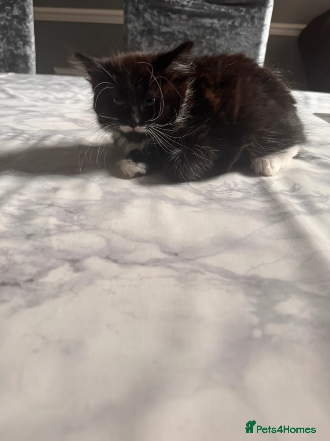 Mixed Breed cats for sale: Kittens for sale in London - Advert 12