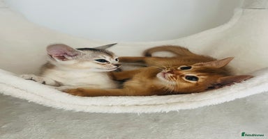 Abyssinian cats - Advert 2