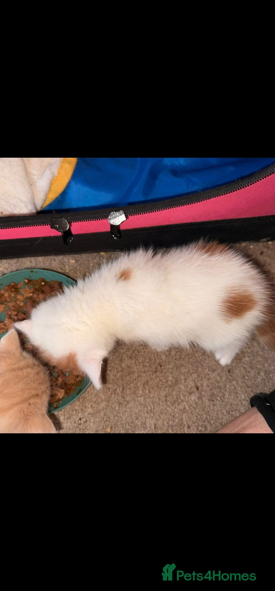 Mixed Breed cats for sale: Adorable kittens available  - Image 5