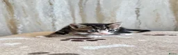 Mixed Breed cats for sale: Bengal/ tabby mixed kittens - Advert 33