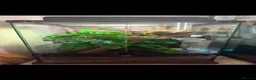 Gecko reptiles for sale: Crested gecko babies  - Advert 14