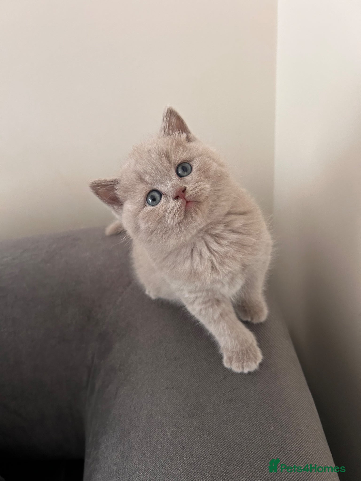 British Shorthair cats Pedigree British Shorthair Kittens  - Advert 13