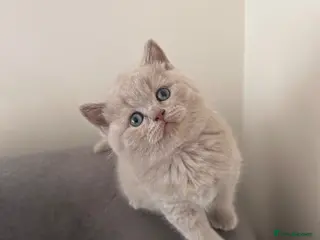 British Shorthair cats Pedigree British Shorthair Kittens - Advert 13