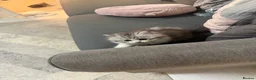 Persian cats for sale: Kitten  - Advert 5
