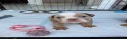 English Bulldog dogs for sale: KC Registered English Bulldogs in Liverpool - Advert 7