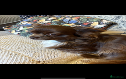 Chihuahua dogs for sale: Long coated chihuahua in Stoke-on-Trent - Image 5