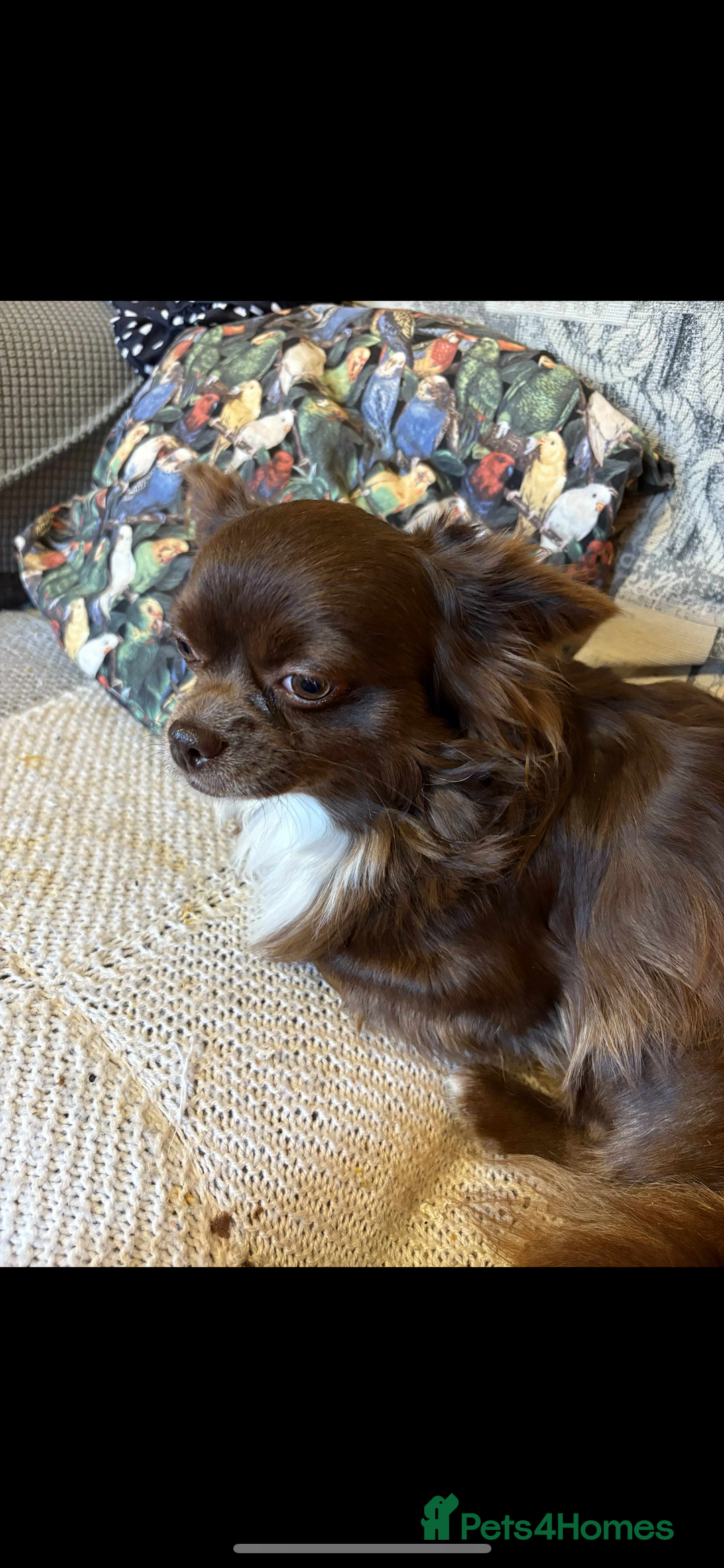 Chihuahua dogs for sale: Long coated chihuahua in Stoke-on-Trent - Image 5