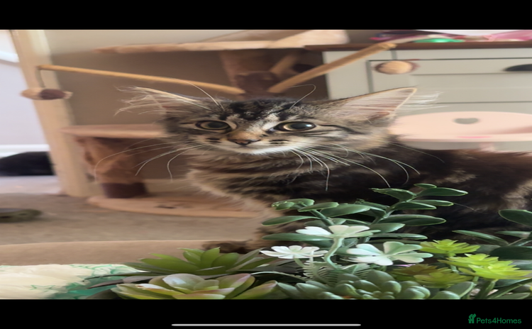 British Longhair cats - Advert 1