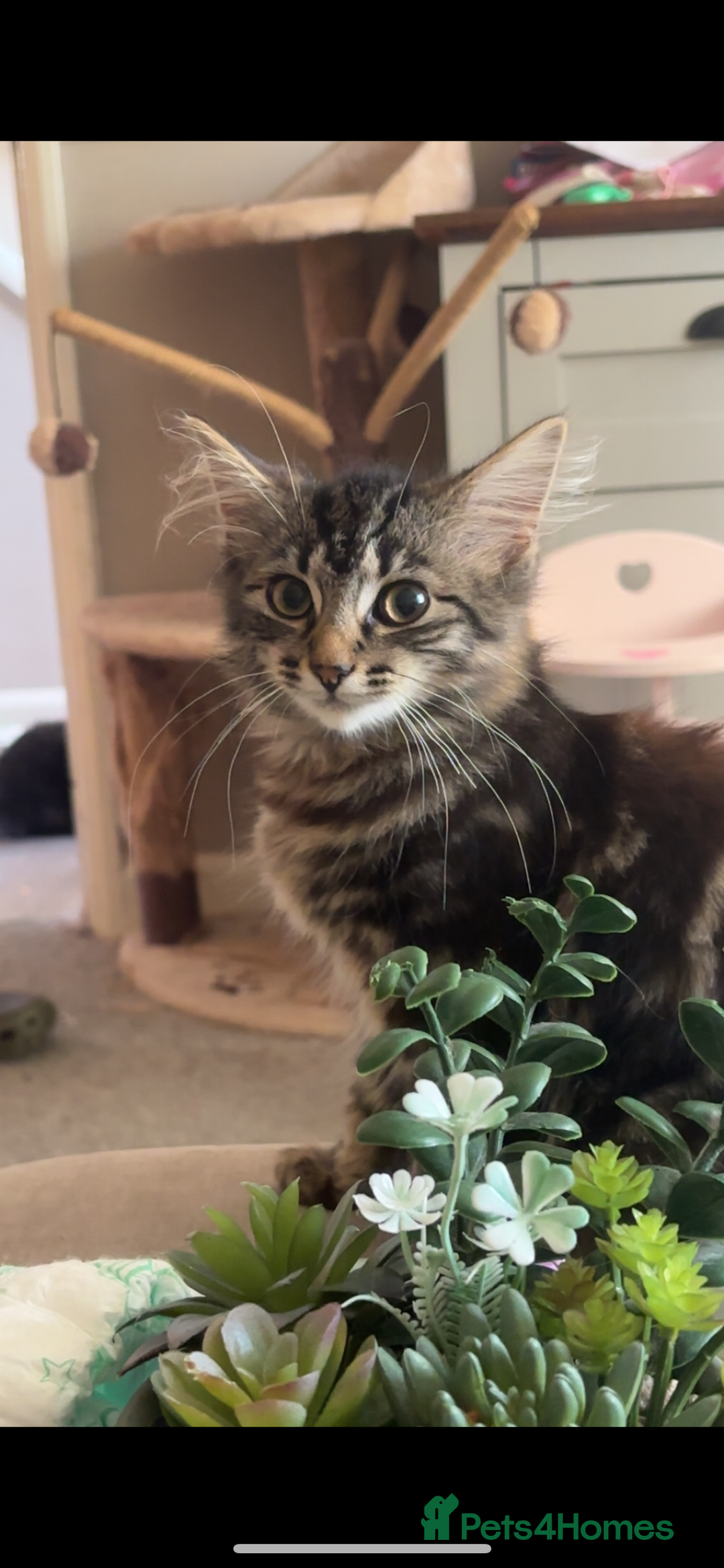British Longhair cats for sale: Kittens for sale  - Image 1