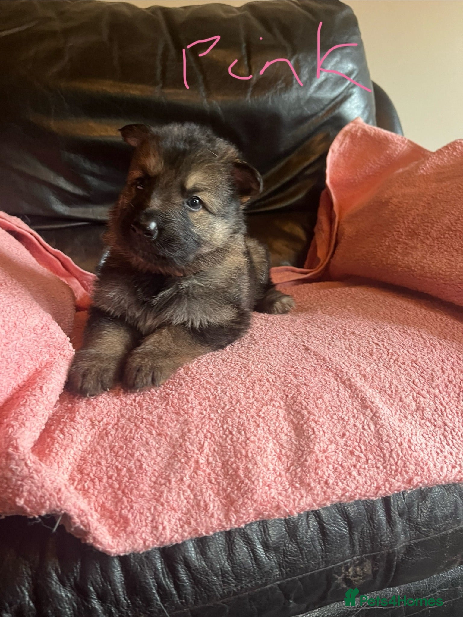 German Shepherd dogs German Shepherd puppies for sale  - Advert 2