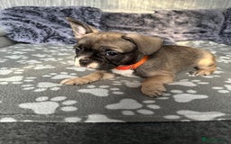 French Bulldog dogs for sale: Amazing french bulldog  - Image 3