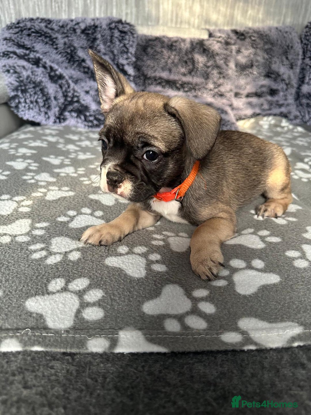 French Bulldog dogs for sale: Amazing french bulldog  - Image 3