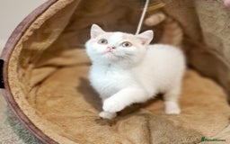 British Shorthair cats for sale: British Shorthair Cream and White Harlequin Male - Image 15