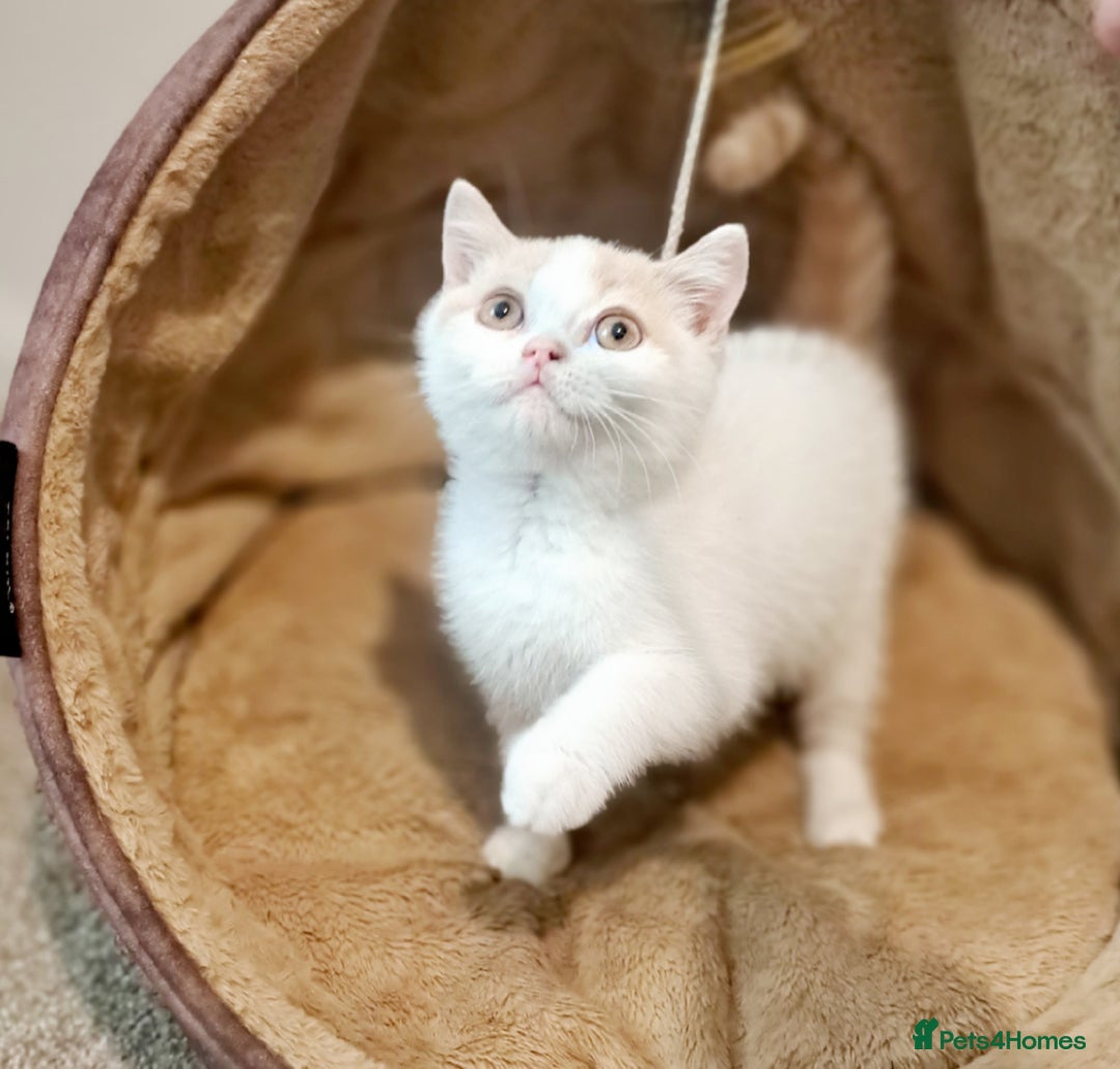 British Shorthair cats for sale: British Shorthair Cream and White Harlequin Male - Image 15