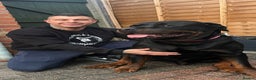 Rottweiler dogs for sale: Giant rottweiler pups,bred 4 size/health/temprment - Advert 1