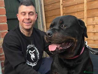 Rottweiler dogs Giant rottweiler pups,bred 4 size/health/temprment - Advert 3