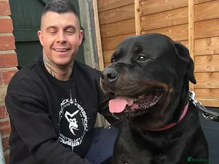 Rottweiler dogs GIANT ROTTWEILER PUPS. HEALTH, SIZE, TEMPERAMENT - Advert 16