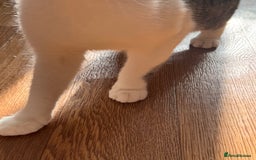 Mixed Breed cats for sale: Gorgeous year old girl  - Image 4