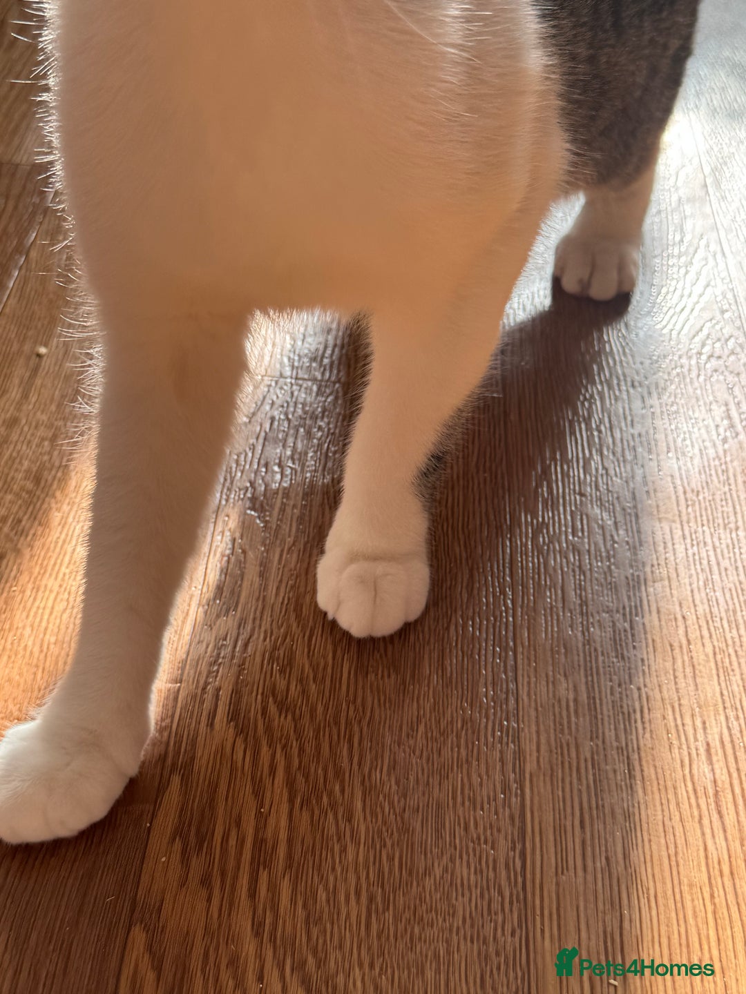 Mixed Breed cats for sale: Gorgeous year old girl  - Image 4