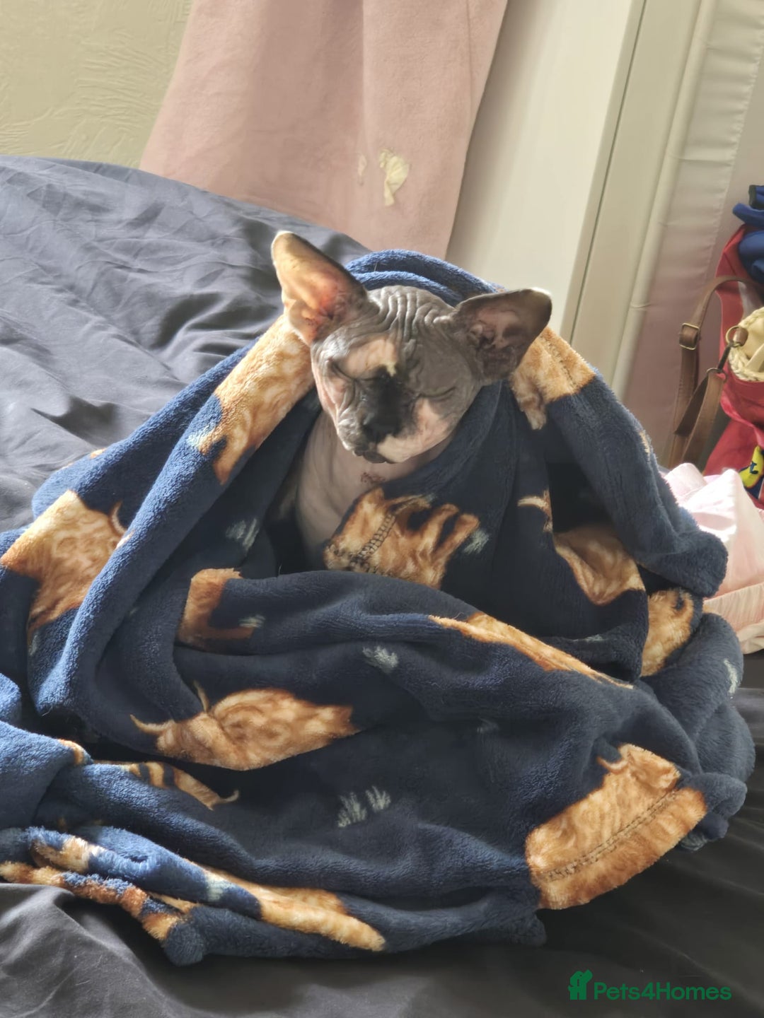 Sphynx cats for sale: Male Sphynx  - Advert 2