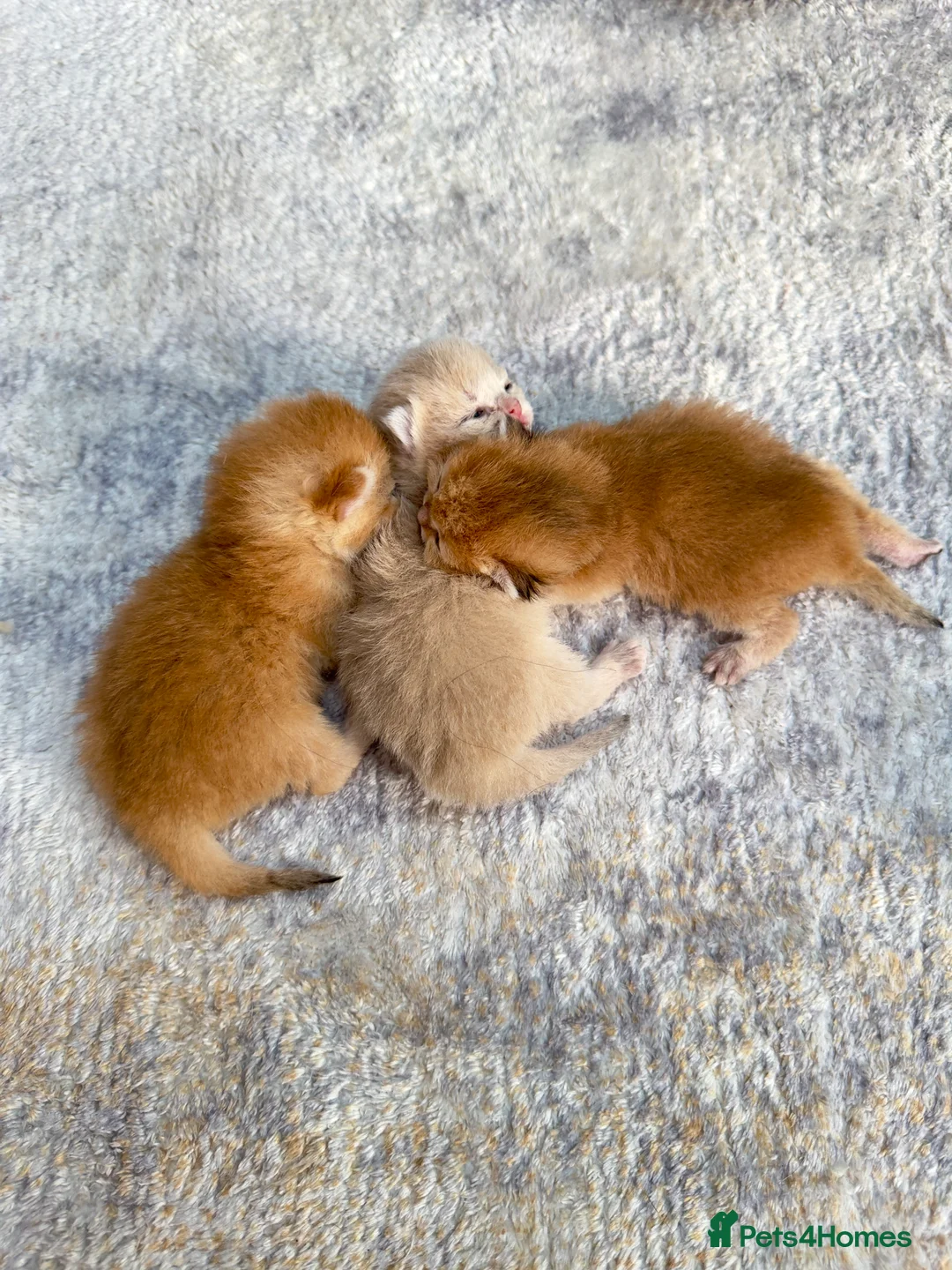 British Shorthair cats for sale: ✨🐾🐱 Premium Golden Lilac Cream Shaded BSH 🐱🐾✨ - Advert 1