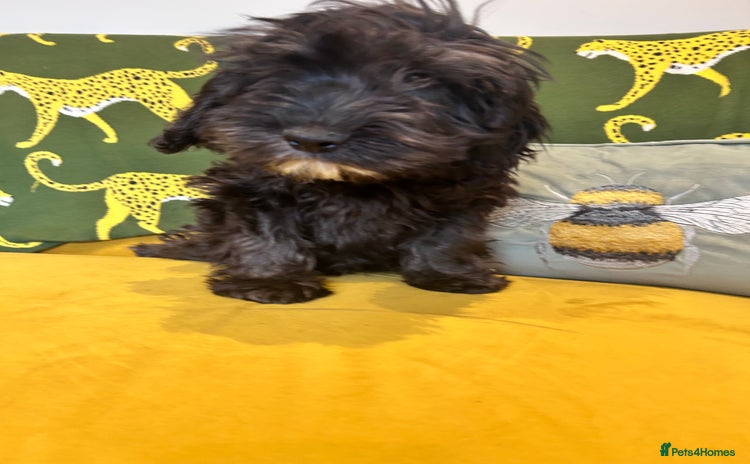 Cockapoo dogs F1 cocapoos - Advert 18