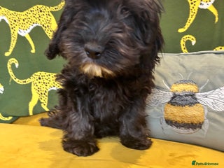 Cockapoo dogs F1 cocapoos - Advert 1