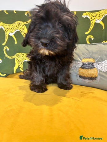 Cockapoo dogs F1 cocapoos - Advert 1