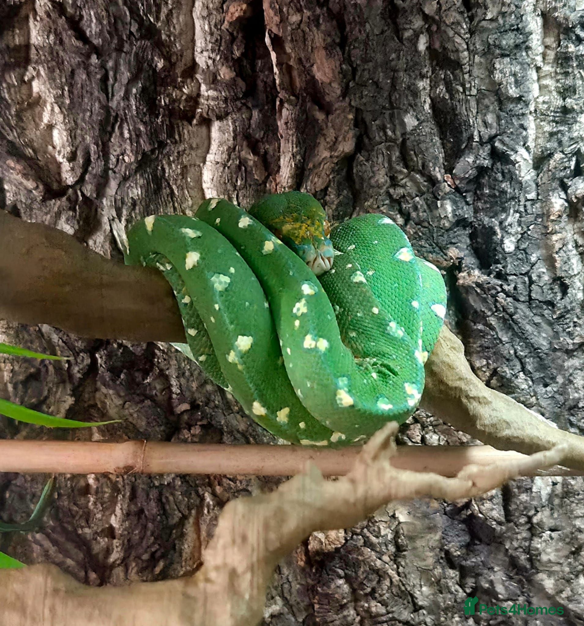 Python Snake reptiles Green Tree Python  - Advert 22