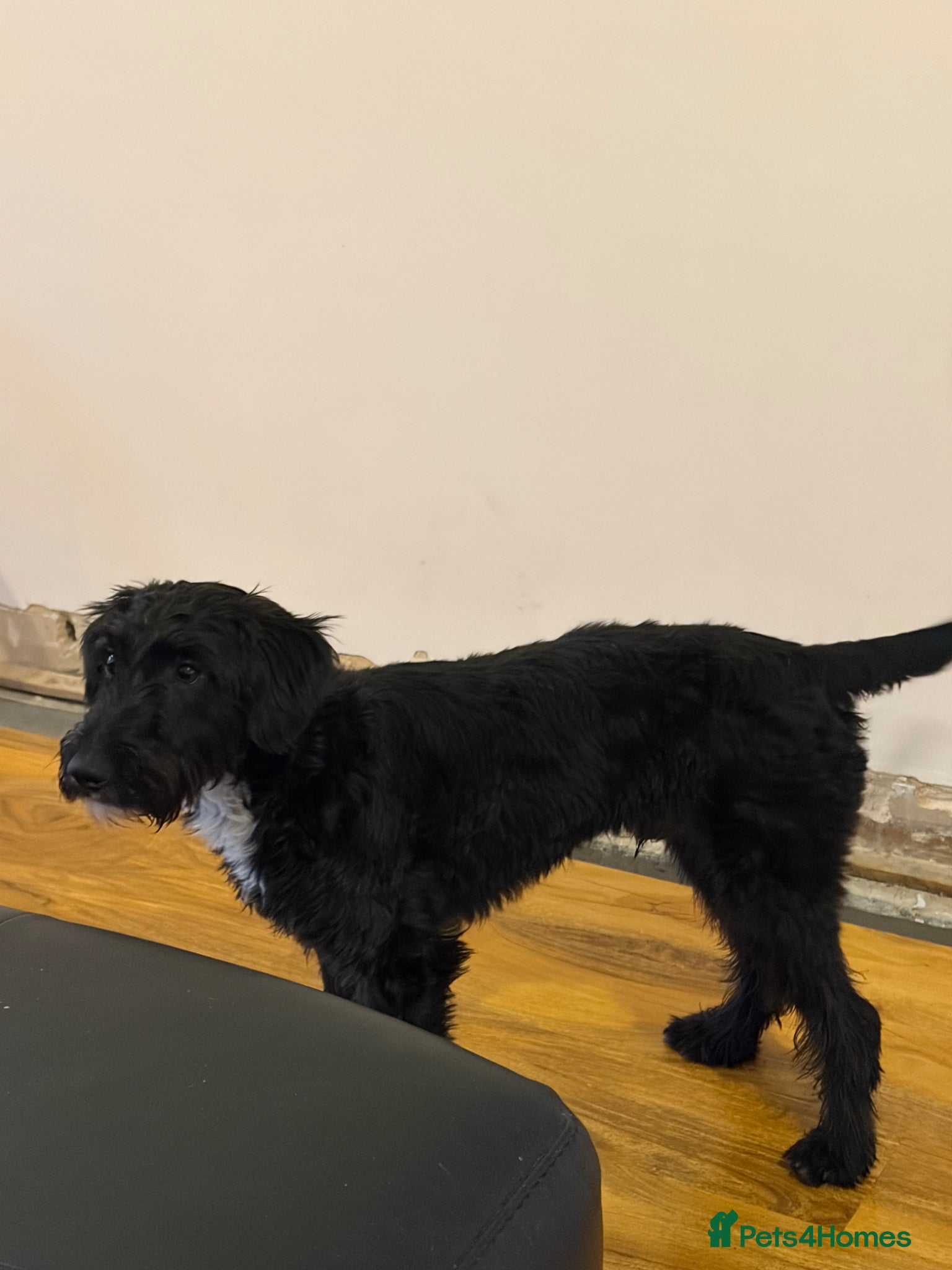 Mixed Breed dogs Bonzo - Advert 4