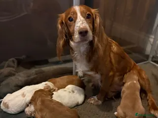 Cocker Spaniel dogs Kc registered cocker spaniels legally docked - Advert 6