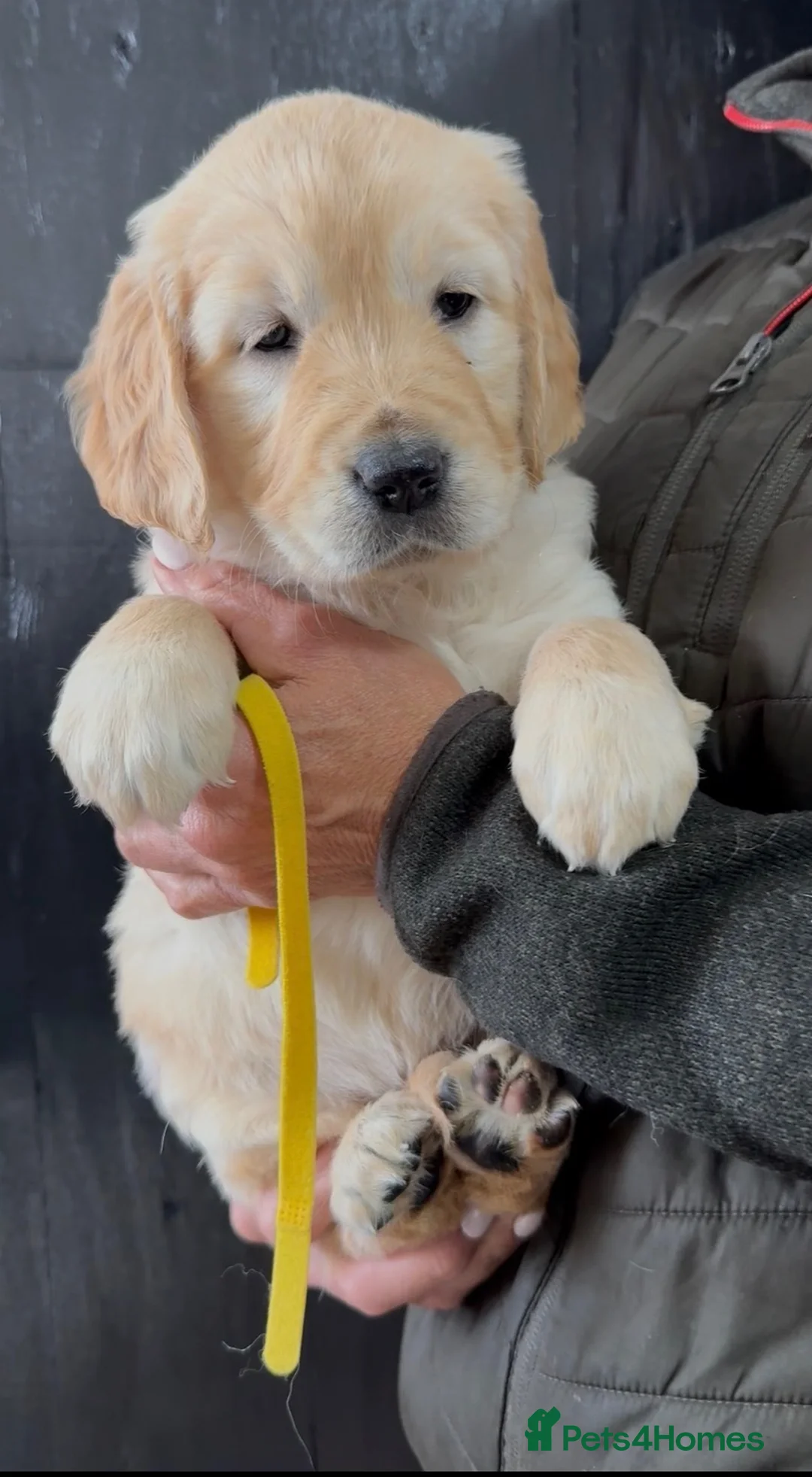 Golden Retriever dogs for stud: exceptional PROVEN dog available for stud  - Advert 2
