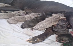 Staffordshire Bull Terrier dogs for sale: Staffordshire bull Terrier puppies - Image 6