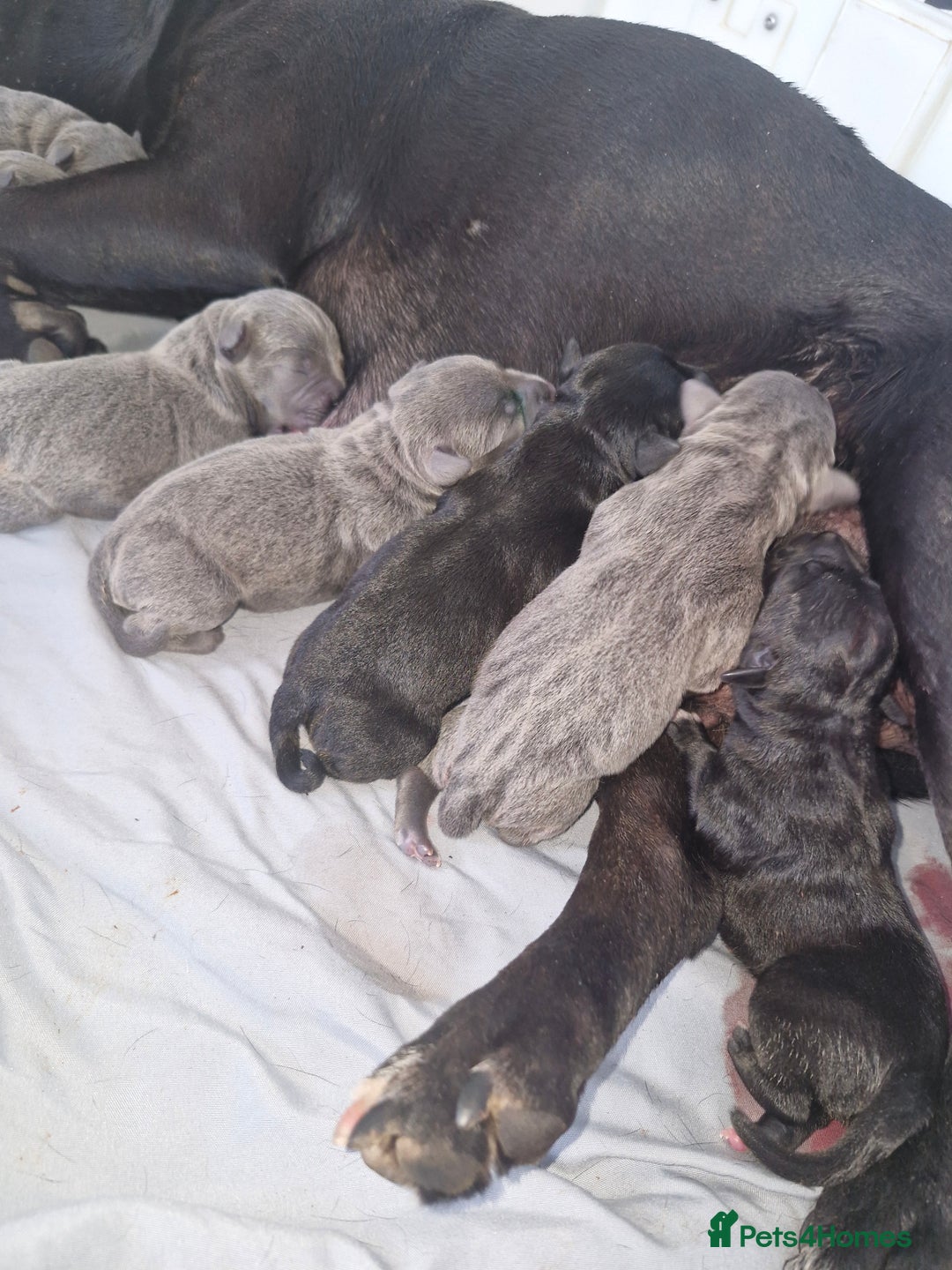 Staffordshire Bull Terrier dogs for sale: Staffordshire bull Terrier puppies - Image 6