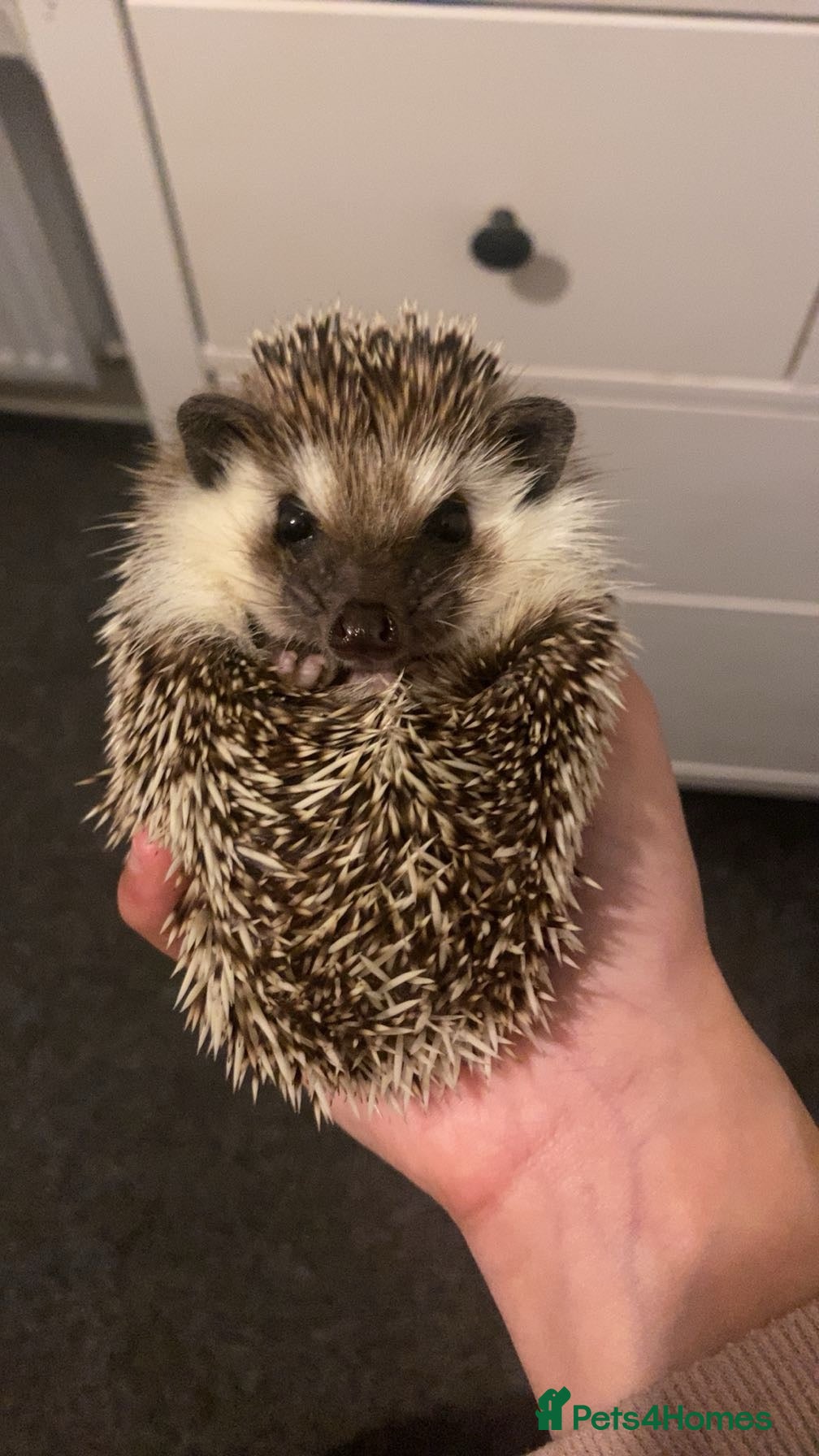 Pygmy Hedgehog rodents 🦔 Kovu the Hedgehog – Loving Home Wanted 🤎 - Advert 1