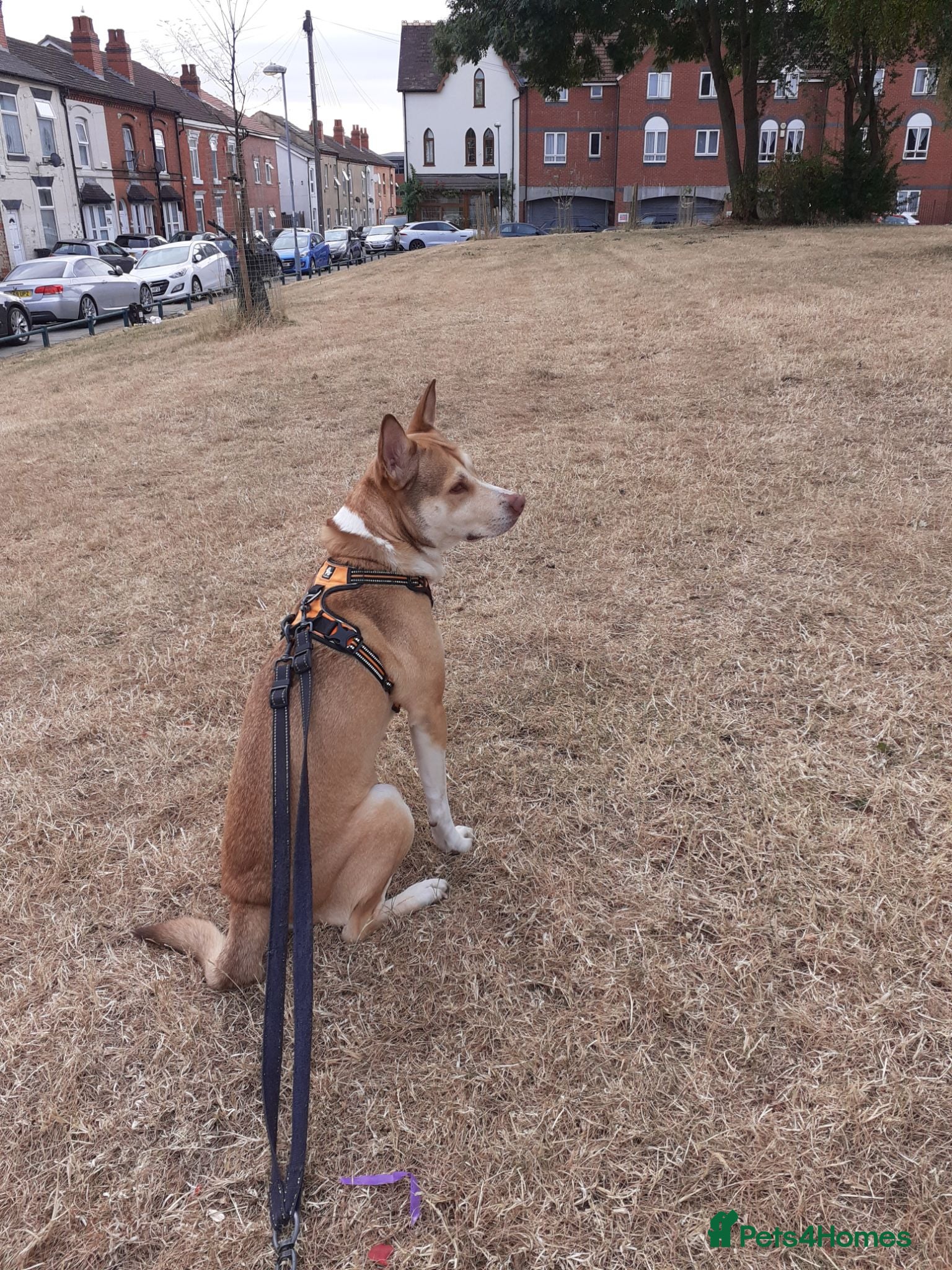Mixed Breed dogs Miss narlah looking for a Mr right forever - Advert 4
