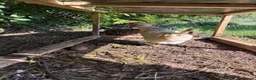 Chickens poultry for sale: One Light sussex & one black rock hens for sale  in Dover - Advert 3
