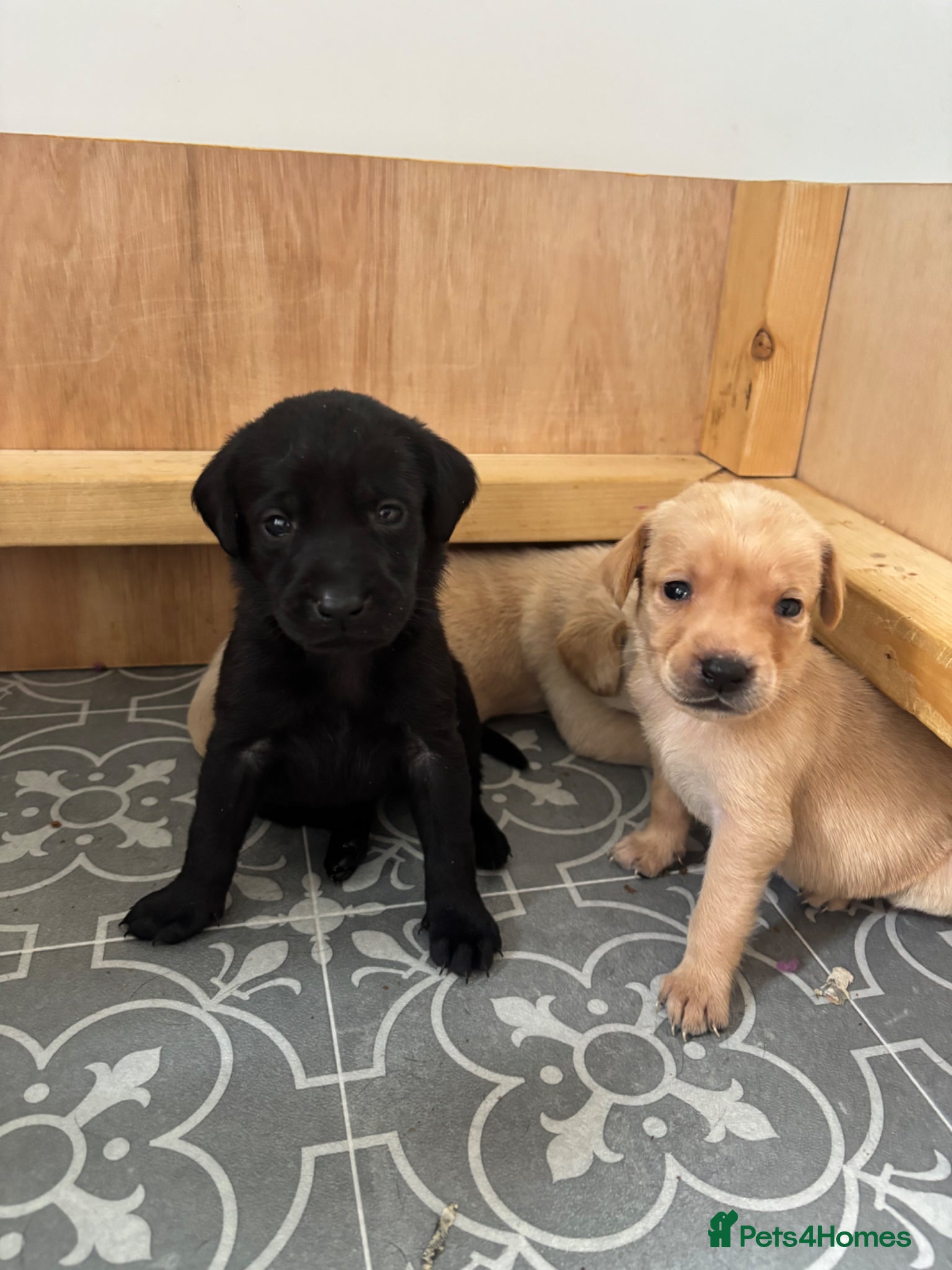 Labrador Retriever dogs Beautiful boy Labrador puppies  - Advert 3