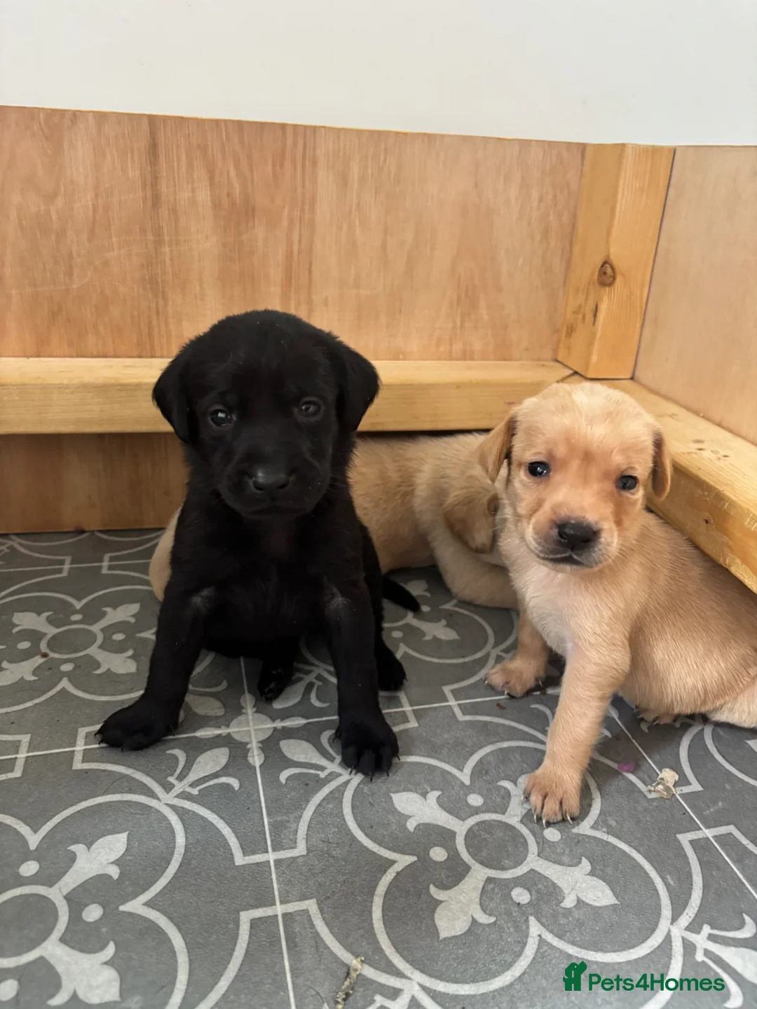 Labrador Retriever dogs for sale: Beautiful boy Labrador puppies  in Kettering - Advert 1