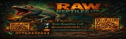 Frog reptiles for sale: Pac-Man Juveniles Available! - Advert 2