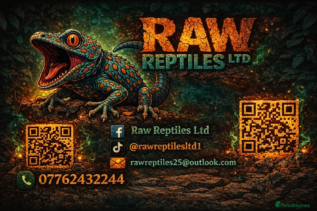 Frog reptiles for sale: Pac-Man Juveniles Available! - Advert 2