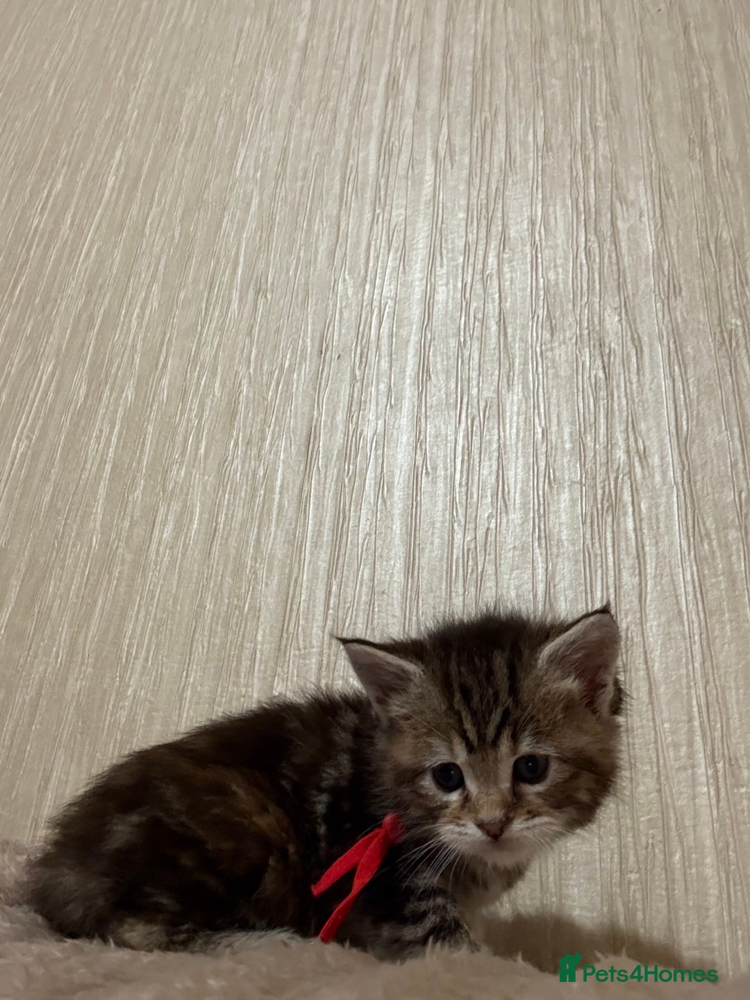 Maine Coon cats for sale: Maine Coon Type Kittens — Fluffy, Friendly - Advert 4