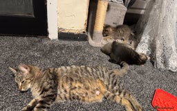 Pixie Bob cats for sale: 3 pixie bob kittens for sale  - Image 8