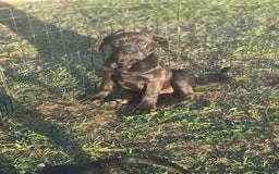 Cane Corso dogs for sale: Cane corso girl pup FULLY VACCINATED  - Image 14
