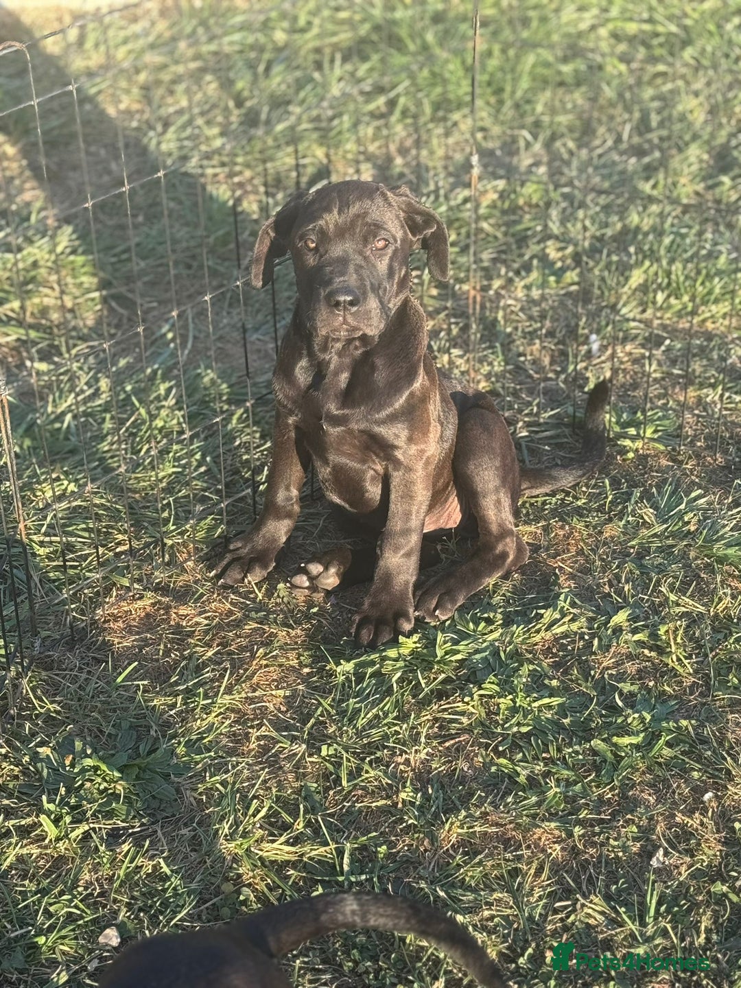 Cane Corso dogs for sale: Cane corso girl pup FULLY VACCINATED  - Image 14