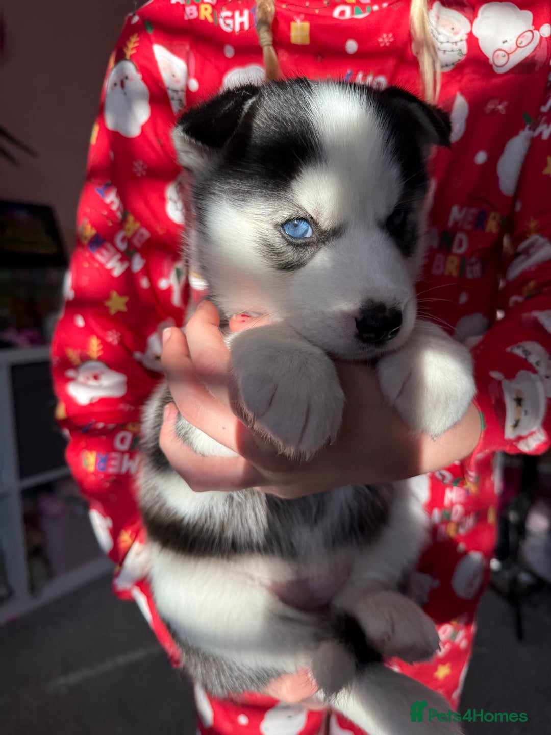Siberian Husky dogs for sale: Beautiful Siberian Husky Puppies Ready to Reserve - Advert 13